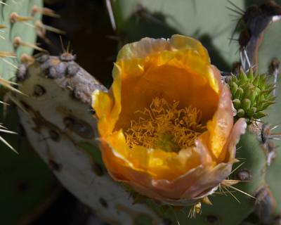 Thorny Subject