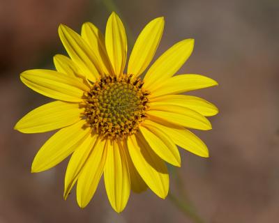 Daisy