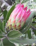 Prickly Pear Bud