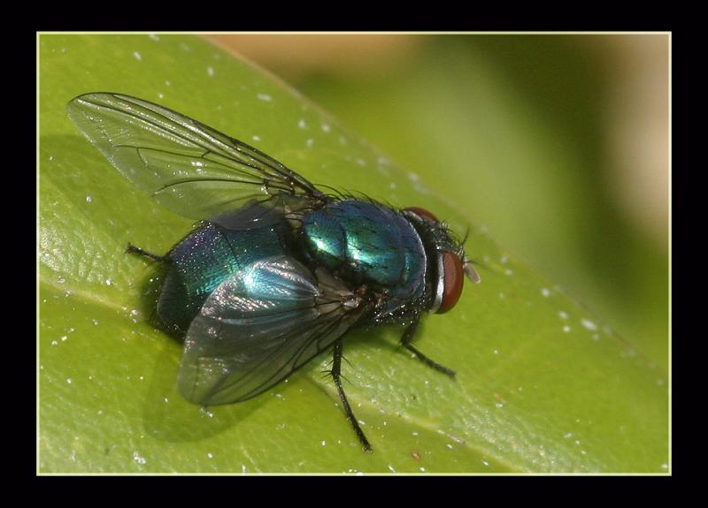 Fliege2.jpg