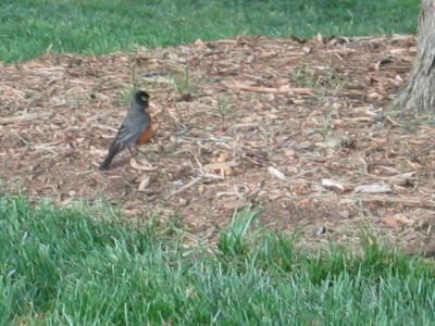 Bird by tree