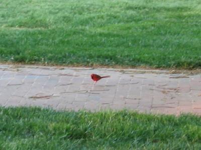 Cardinal