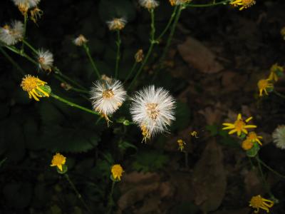 Aboretum