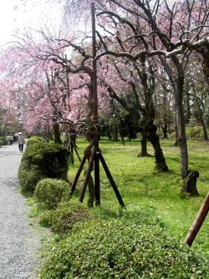 Heijan gardens in Kyoto use crutches to help the cherry  trees