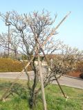 Ume [plum tree] in March with a little help