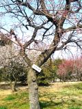 Ume [plum tree] blossoms are deeper pink and earlier than cherry