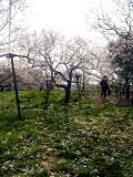 Plum Tree Blossoms