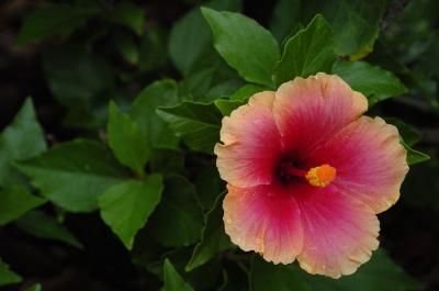 DSC_2361.jpg