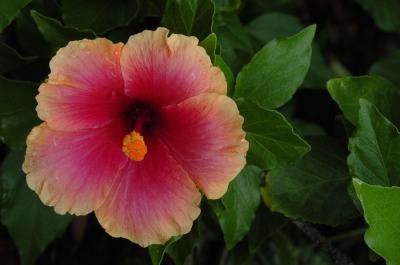 DSC_2364.jpg