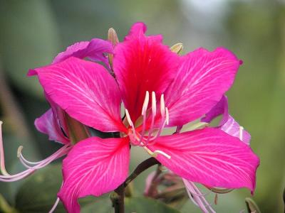 Hong Kong Orchid Tree.jpg