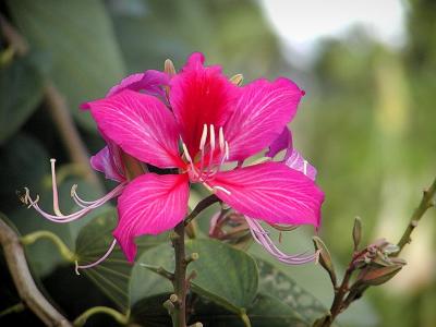 Hong Kong Orchid Tree.jpg