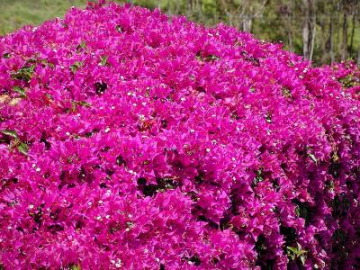 Bougainvillea.jpg