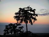 Kona Sunset.jpg