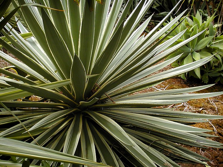 P3041205c.jpg