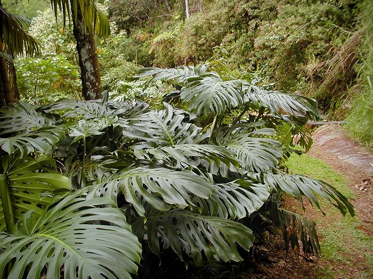 P3030960c.jpg