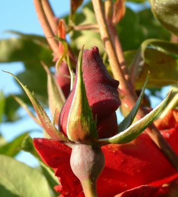 frosted rosebud.jpg