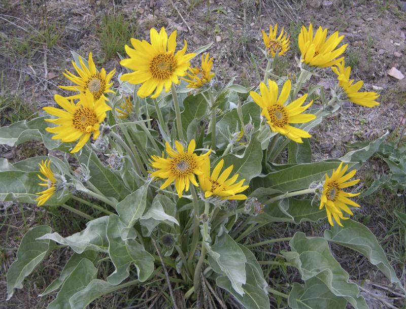 Arrowleaf balsamroot DSCN1631.jpg