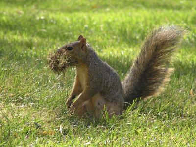 Pregnant ISU Lady Squirrel Gathering Grass PA060009.jpg