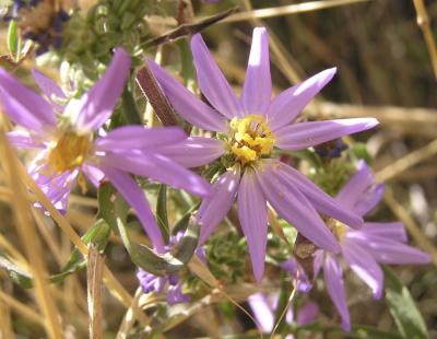 Purple flowers late PA050038.jpg