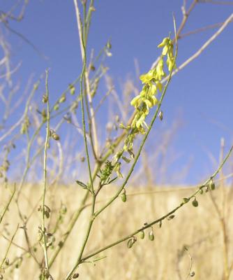 u44/vkantabu/medium/28325058.YellowflowerslatePA050035.jpg