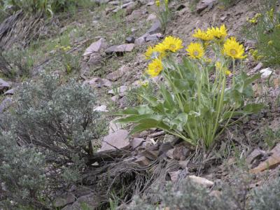 Arrowleaf balsamroot in its habitat DSCN1427.jpg