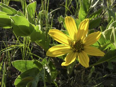 bigleaf balsamroot DSCN1529.jpg