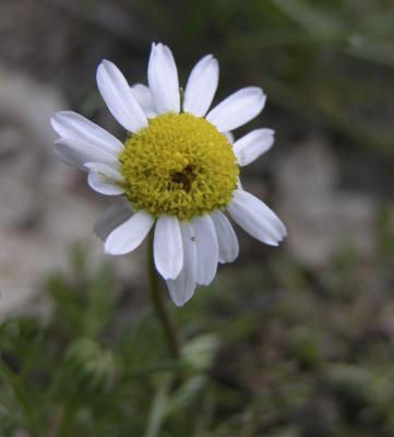 chamomile DSCN1570.jpg