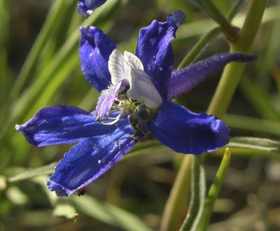 Upland Larkspur DSCN1941.jpg