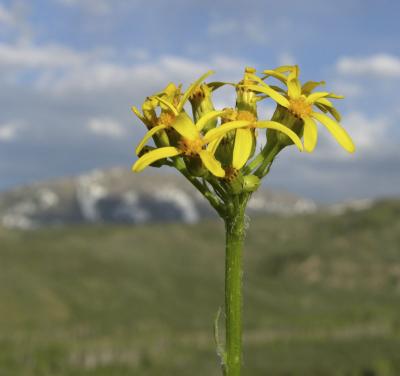 butterweed DSCN1927.jpg