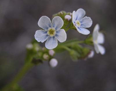  wild forget-me-nots DSCN1964.jpg