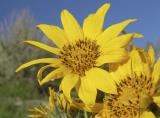 Arrowleaf balsamroot DSCN1405.jpg