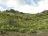 Field of sagebrush and arrowleaf balsamroot near Inman Creek DSCN1433.jpg
