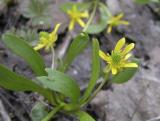 Joves Buttercup or Ranunculus jovis DSCN1580.jpg