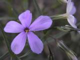 longleaved phlox DSCN1629.jpg