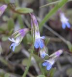 Blue-Eyed Mary or Collinsia parviflora DSCN1647.jpg