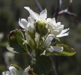 white flowers, Probably Western Serviceberry  DSCN1757.jpg