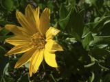 bigleaf balsamroot DSCF0007.jpg