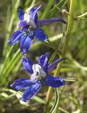 Upland Larkspur DSCN1942.jpg