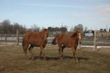 two horses at Singletree Ranch Chubbuck DSC_3244.jpg