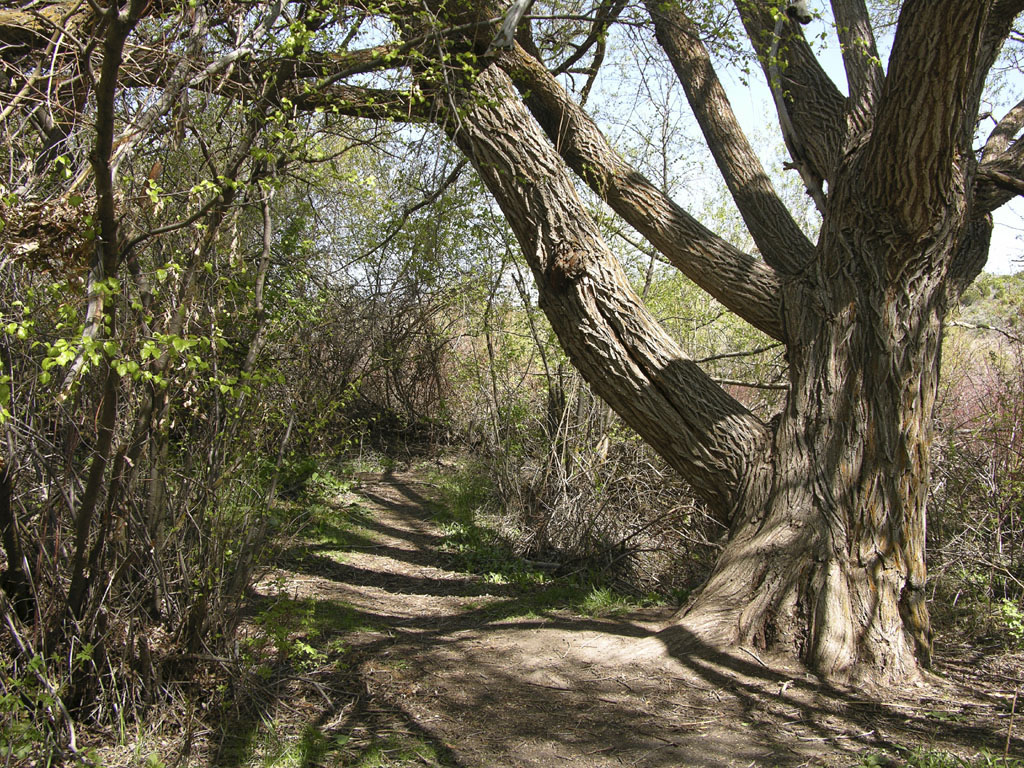 Trail with big tree at Cherry Springs DSCN1743.jpg