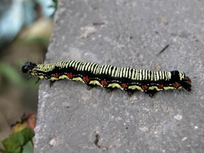 Caterpillar-3.jpg