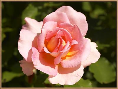 Pink Rose_0380.jpg