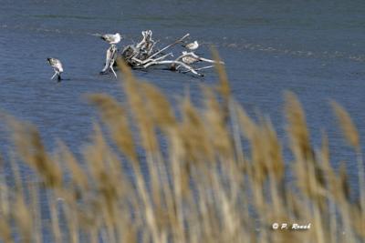 1er mai au bord de l'eau