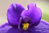 Macro du matin : la violette