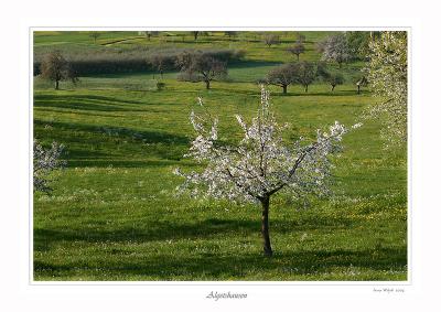 Apfelbaum