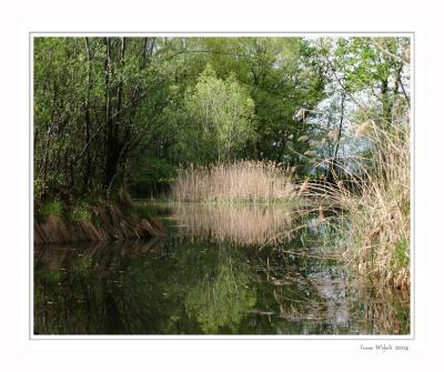 Biotop in Bilten