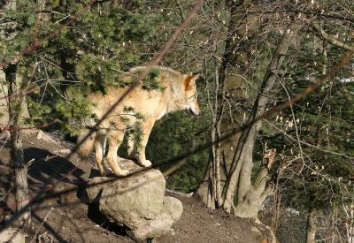 Mongolischer Wolf