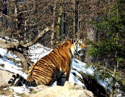 Amurtiger