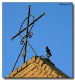 Cross & Bird