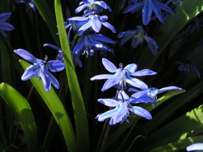 Scilla 01